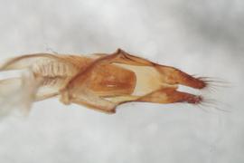   M. scutellatus  genitalia distal
